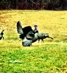Back yard turkey